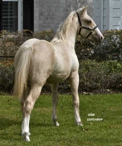 Gypsy Sport Horse | Filly | Palomino | Daisy